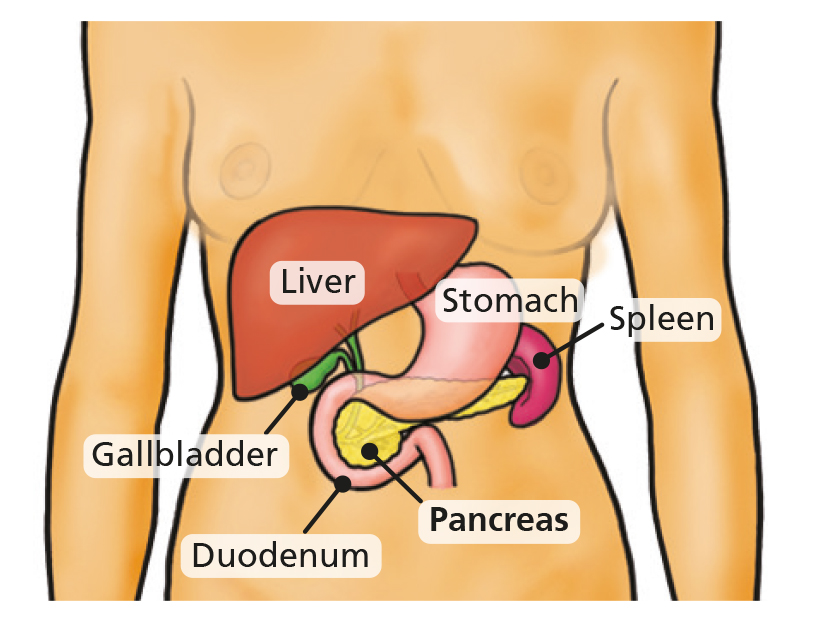 Pancreasul și splina – amortizoarele șocurilor emoționale